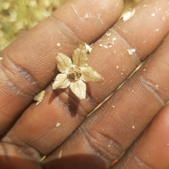 Trichodesma africanum