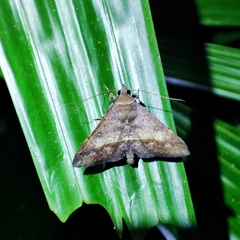 Hypospila bolinoides