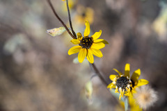 Helianthus petiolaris canescens