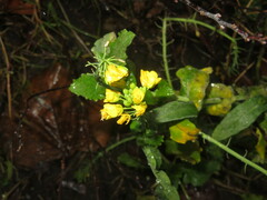 Brassica napus