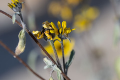 Helianthus petiolaris canescens