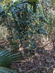 Persea borbonia