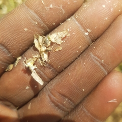 Trichodesma africanum