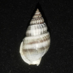 Nassarius sinarum