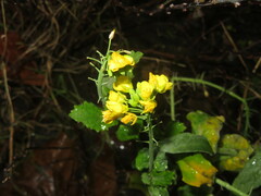 Brassica napus