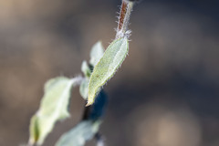 Helianthus petiolaris canescens