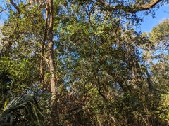 Persea borbonia