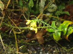 Brassica napus
