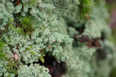 Cladonia squamosa