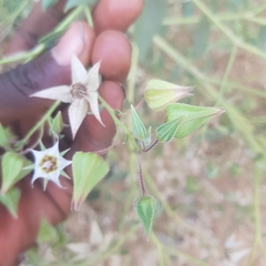 Trichodesma africanum