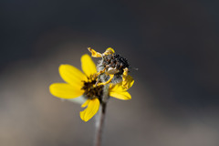 Helianthus petiolaris canescens