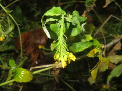 Brassica napus