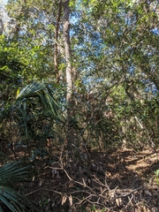 Persea borbonia
