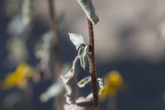 Helianthus petiolaris canescens