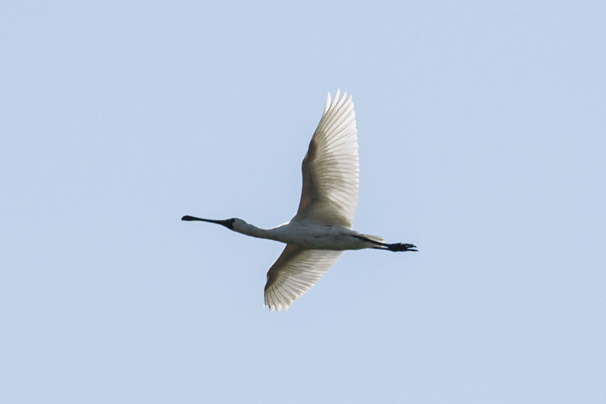 Black-faced Spoonbill