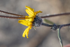 Helianthus petiolaris canescens