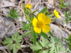 Ranunculus monophyllus