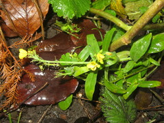 Brassica napus