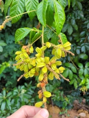 Paullinia rubiginosa