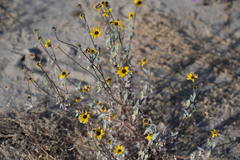Helianthus petiolaris canescens
