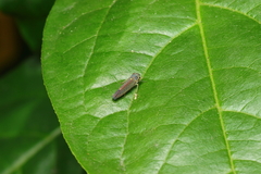 Macugonalia cavifrons