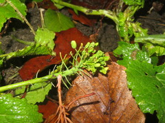 Brassica napus