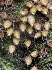 Diphyscium foliosum