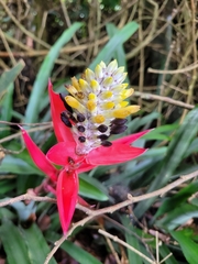 Aechmea lamarchei