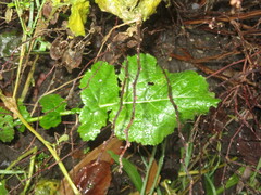 Brassica napus