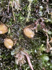 Diphyscium foliosum