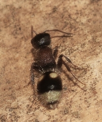 Bidecoloratilla iberica