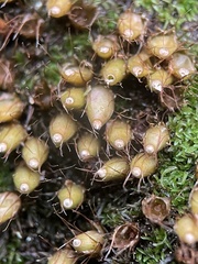 Diphyscium foliosum