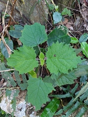 Urtica thunbergiana