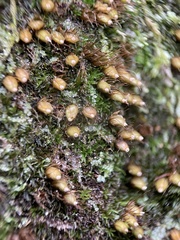 Diphyscium foliosum