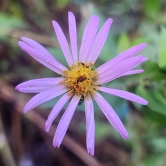 Symphyotrichum adnatum