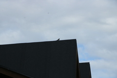 Hirundo rustica rustica