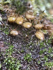 Diphyscium foliosum