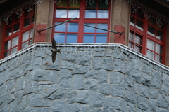 Hirundo rustica rustica