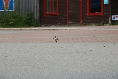 Hirundo rustica rustica