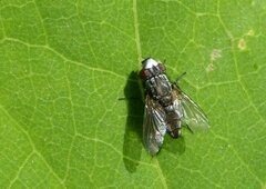 Metopia argyrocephala