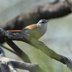 Cranioleuca pyrrhophia