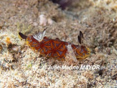 Halgerda indotessellata