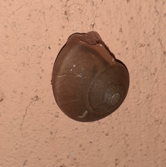 Ariophanta exilis