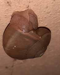 Ariophanta exilis