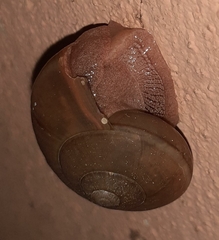 Ariophanta exilis