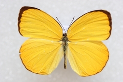 Pyrisitia dina westwoodi
