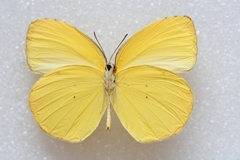 Pyrisitia dina westwoodi