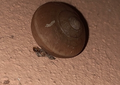 Ariophanta exilis