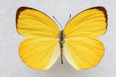 Pyrisitia dina westwoodi