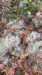 Cladonia evansii